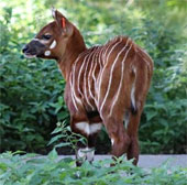 The extremely rare Bongo antelope was born in England