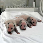 The extremely rare trio of successful pandas