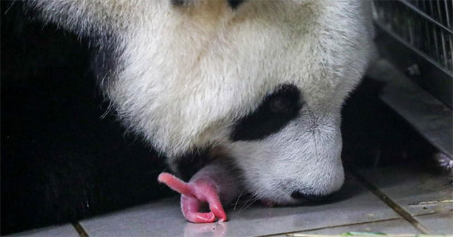 The 'extremely rare' twin panda at the Belgian zoo