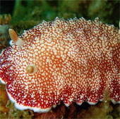 The eyes of the 'sea slug' are 'falling in love'