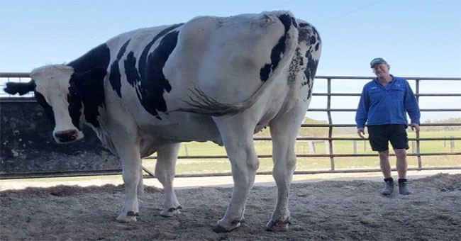 The fact that few people know behind the giant cow is causing storms to netizens