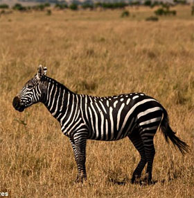 The fact that zebra is white black stripes or black stripe white?