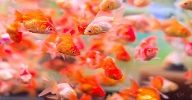 The facts are hard to believe about goldfish