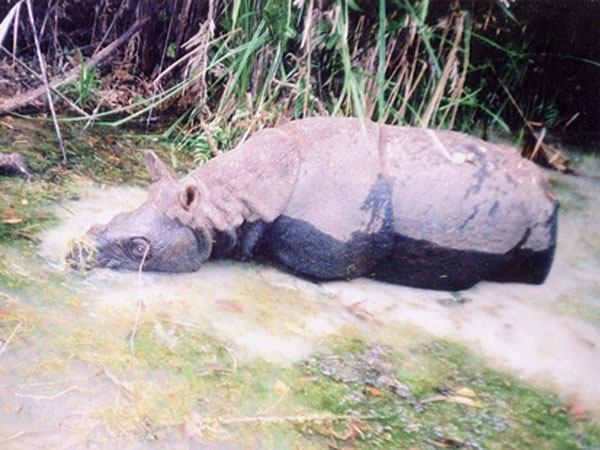 The faint future of Java rhino