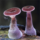 The 'fairy' world of mushroom species when taking close-ups