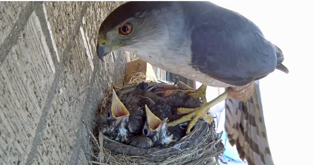 The falcon robs the young red-necked bird from the nest in the blink of an eye