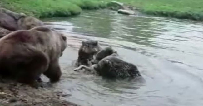 The family of the great bear war wolf and bloody outcome