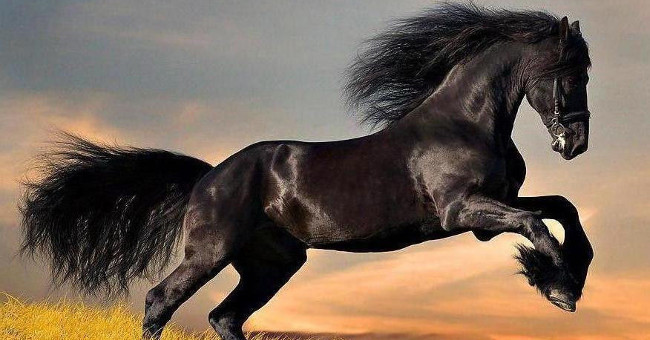 The famous horses in Chinese history books