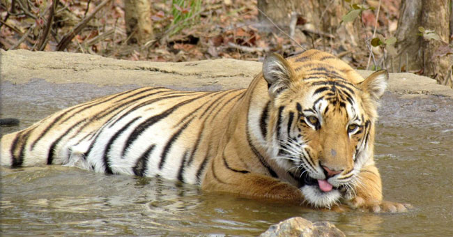 The famous Indian tiger disappeared mysteriously