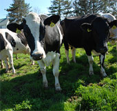 The farmer turned waste products into export products