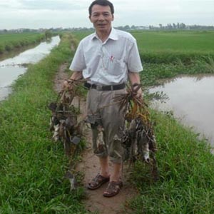 The 'farmer's science' is the star of the rat