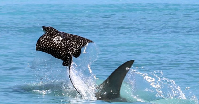 The fast stingray rushes to the beach to escape the shark jaw