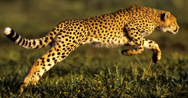 The fastest animals in the world