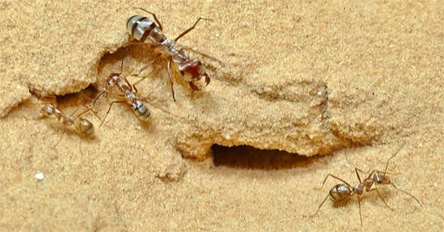 The fastest ant species in the world