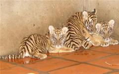 The fate of 42 tigers in Binh Duong: For raising or catching?