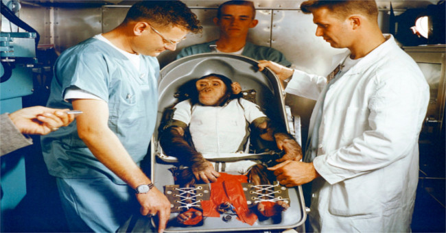 The fate of chimpanzees and monkeys is sent to space by NASA