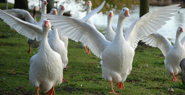 The fate of the geese to produce feather coats