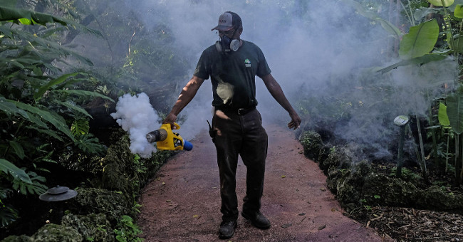 The FDA allows the use of genetically modified mosquitoes to combat Zika epidemic in the US