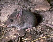 The fearless mice