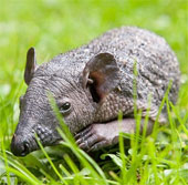 The feeling of the prickly hedgehog cannot return to nature