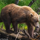 The female bear also looked at