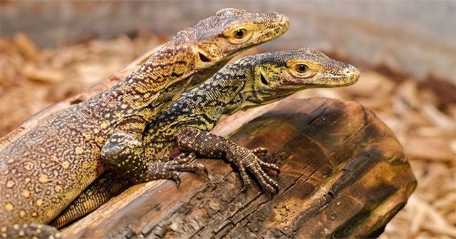The female Komodo dragon breeds itself without a male