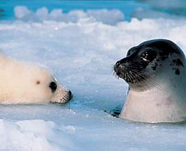The female seal said 'local son'