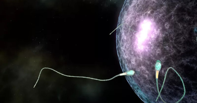 The fertilization process is reproduced in Star Wars style