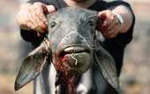 The festival of killing creepy goats in the world