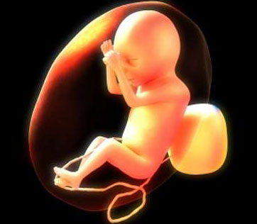 The fetus has short-term memory at 30 weeks of age
