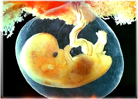 The fetus is resistant to influenza