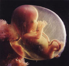 The fetus protects itself before being born