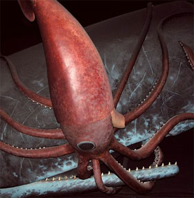 The feud of the ocean: giant squid and sperm whale