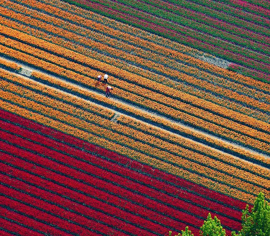 The field of magical tulips