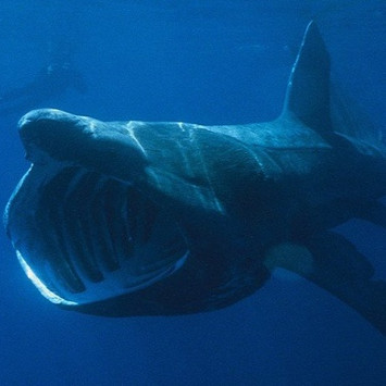 The fiends in the shark world