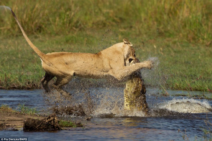 The fierce battle between lions and crocodiles