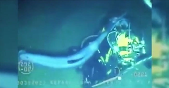 The fierce swordfish attacked the diver