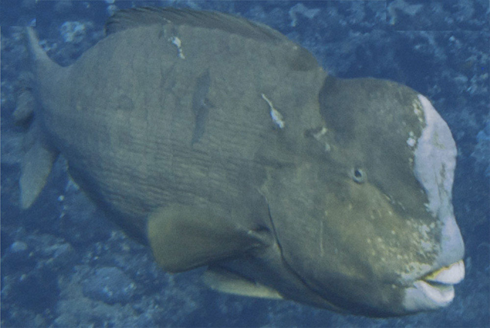 The fiery head of the parrot fish