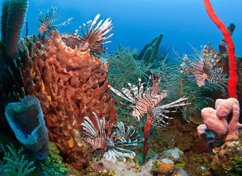 The fight between sharks and arowanas