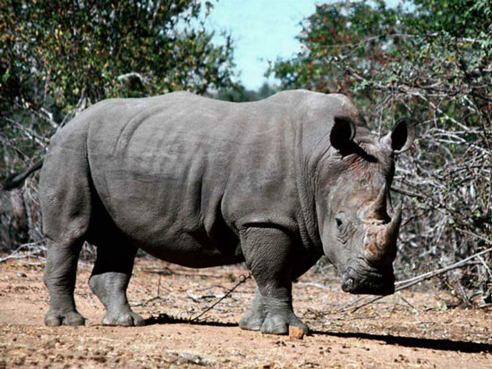 The fight for rhino protection