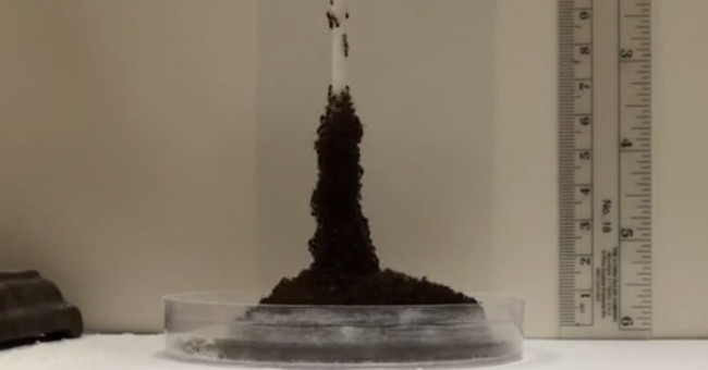 The fire ants formed a solid tower to overcome obstacles