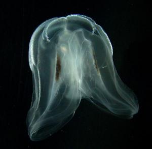 The first animal on Earth
