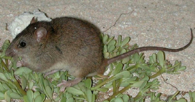The first animal was extinct because of climate change
