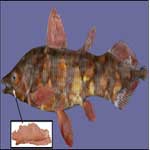 The first animals on the earth breathed with ears