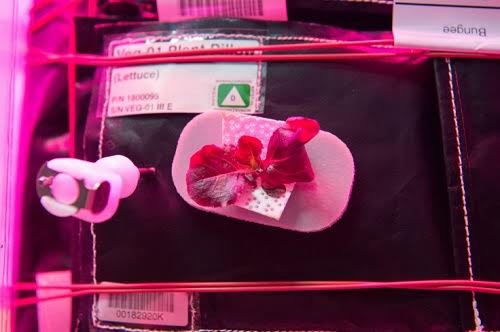 The first astronaut to eat long leaf red lettuce grown on the universe