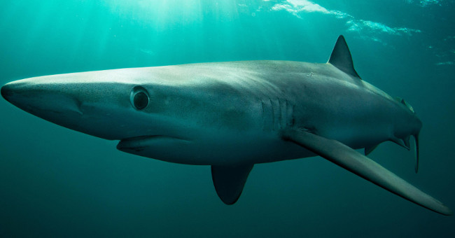 The first bisexual shark caught a net of Taiwanese fishermen