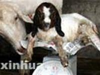 The first Boer goat was reproduced asexually