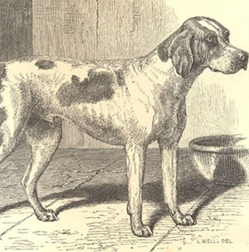 The first breed appeared on earth