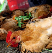 The first case of death from H5N1 flu in 2014