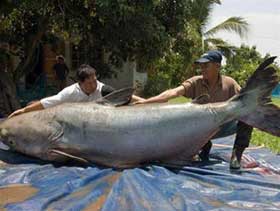 The first dialogue about global catfish in Vietnam